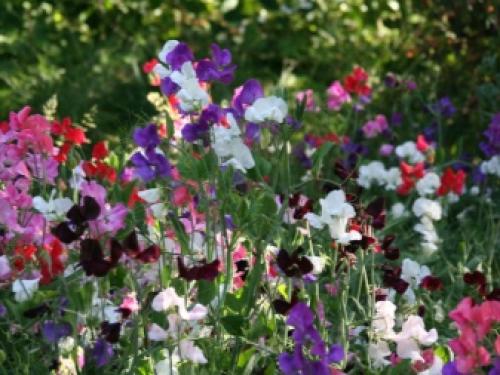 Больше нет желания выращивать Петунию. Нашла 5 видов цветов, которые выглядят ничуть не хуже! 04