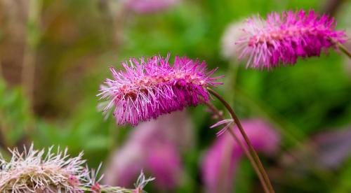 8 красиво цветущих цветов. Самые красивые цветы, цветущие в конце лета и осенью: летники, двулетники и многолетники 04 8 красиво цветущих цветов. Самые красивые цветы, цветущие в конце лета и осенью: летники, двулетники и многолетники 04