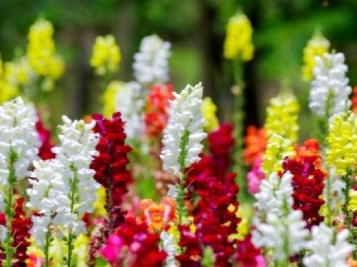 Больше нет желания выращивать Петунию. Нашла 5 видов цветов, которые выглядят ничуть не хуже! 02