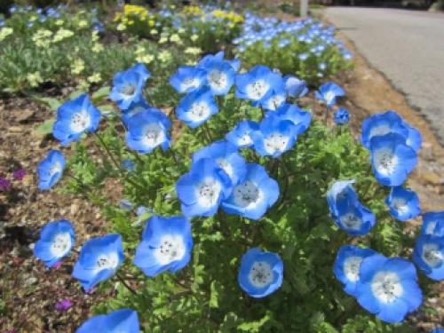 Больше нет желания выращивать Петунию. Нашла 5 видов цветов, которые выглядят ничуть не хуже! 03