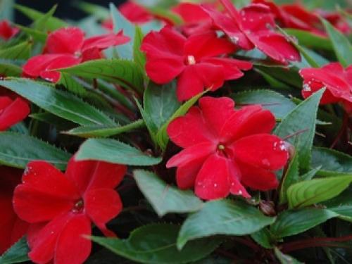 Больше нет желания выращивать Петунию. Нашла 5 видов цветов, которые выглядят ничуть не хуже! 07