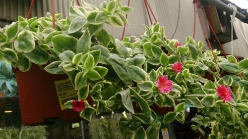 8 красиво цветущих цветов. Самые красивые цветы, цветущие в конце лета и осенью: летники, двулетники и многолетники 19 8 красиво цветущих цветов. Самые красивые цветы, цветущие в конце лета и осенью: летники, двулетники и многолетники 19