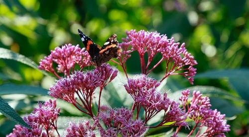 8 красиво цветущих цветов. Самые красивые цветы, цветущие в конце лета и осенью: летники, двулетники и многолетники 05 8 красиво цветущих цветов. Самые красивые цветы, цветущие в конце лета и осенью: летники, двулетники и многолетники 05