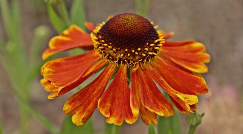 8 красиво цветущих цветов. Самые красивые цветы, цветущие в конце лета и осенью: летники, двулетники и многолетники 02 8 красиво цветущих цветов. Самые красивые цветы, цветущие в конце лета и осенью: летники, двулетники и многолетники 02