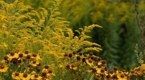 8 красиво цветущих цветов. Самые красивые цветы, цветущие в конце лета и осенью: летники, двулетники и многолетники 03 8 красиво цветущих цветов. Самые красивые цветы, цветущие в конце лета и осенью: летники, двулетники и многолетники 03