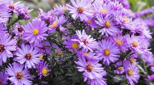 8 красиво цветущих цветов. Самые красивые цветы, цветущие в конце лета и осенью: летники, двулетники и многолетники 01 8 красиво цветущих цветов. Самые красивые цветы, цветущие в конце лета и осенью: летники, двулетники и многолетники 01