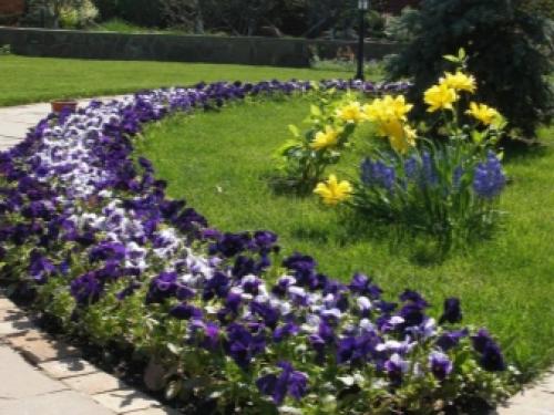 Больше нет желания выращивать Петунию. Нашла 5 видов цветов, которые выглядят ничуть не хуже! 01