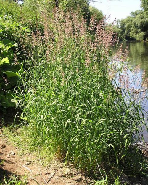 Декоративная трава с белыми полосками. Интересные сорта