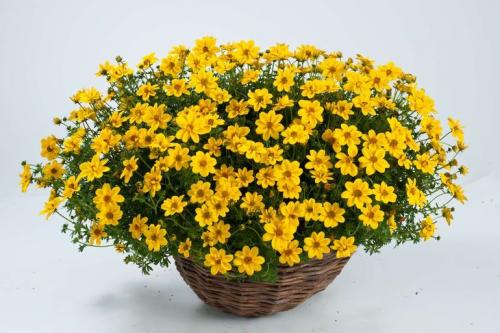 Неприхотливые уличные цветы в горшках. Что посадить в кашпо на даче