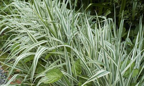 Декоративная трава с белыми полосками. Интересные сорта