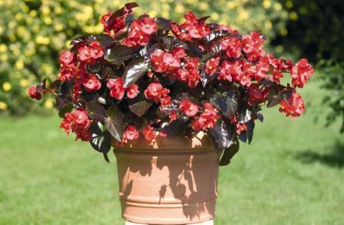 Неприхотливые уличные цветы в горшках. Что посадить в кашпо на даче