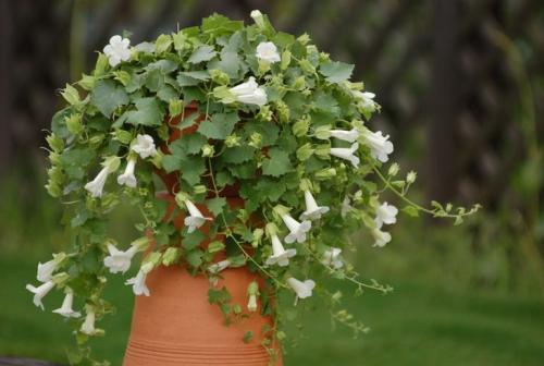 Неприхотливые уличные цветы в горшках. Что посадить в кашпо на даче