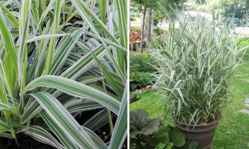 Декоративная трава с белыми полосками. Интересные сорта