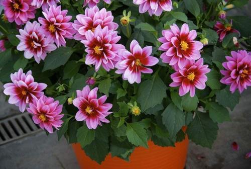 Неприхотливые уличные цветы в горшках. Что посадить в кашпо на даче