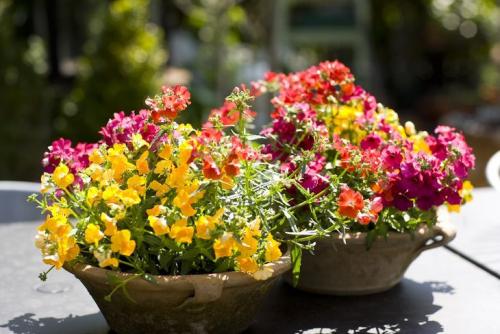 Неприхотливые уличные цветы в горшках. Что посадить в кашпо на даче