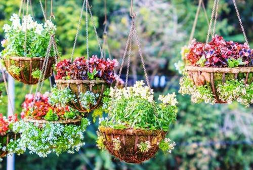 Неприхотливые уличные цветы в горшках. Что посадить в кашпо на даче