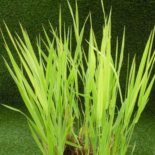 Декоративная трава с белыми полосками. Интересные сорта