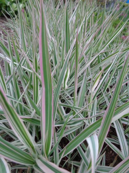 Декоративная трава с белыми полосками. Интересные сорта