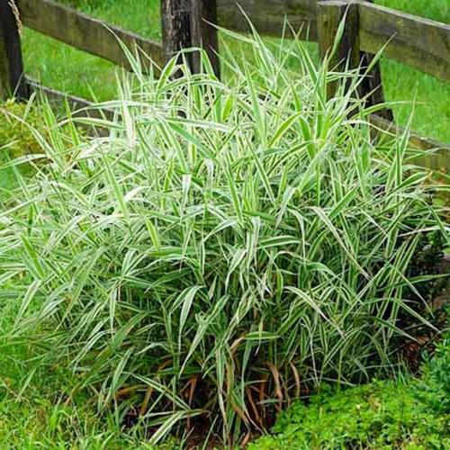 Декоративная трава с белыми полосками. Интересные сорта