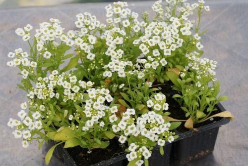 Неприхотливые уличные цветы в горшках. Что посадить в кашпо на даче