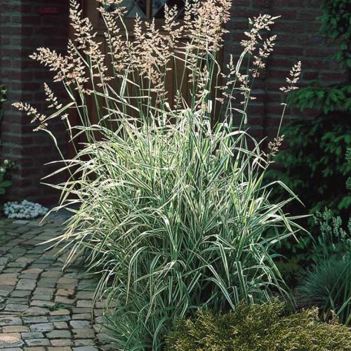 Декоративная трава с белыми полосками. Интересные сорта