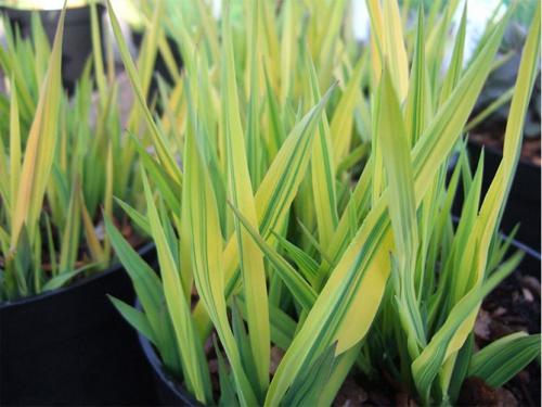 Декоративная трава с белыми полосками. Интересные сорта