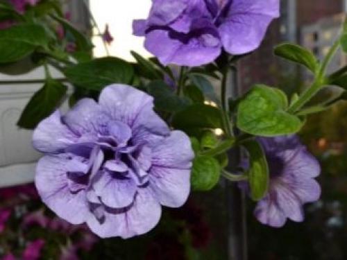 10 лучших сортов петунии. Основы классификации 16 10 лучших сортов петунии. Основы классификации 16