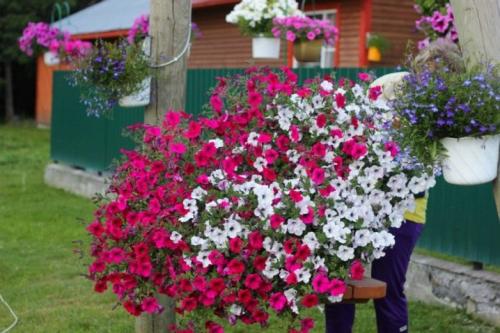 Как вырастить петунию тайдал. 