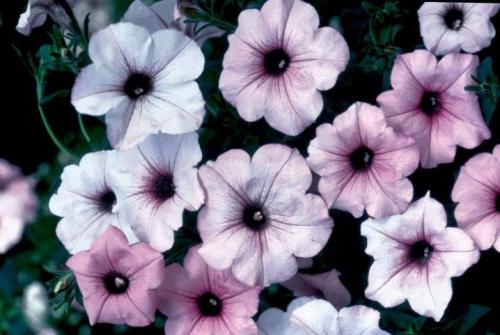 Как вырастить петунию тайдал. 