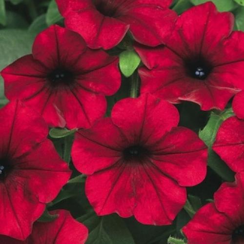 10 лучших сортов петунии. Основы классификации 09 10 лучших сортов петунии. Основы классификации 09