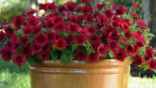 Как вырастить петунию тайдал. 