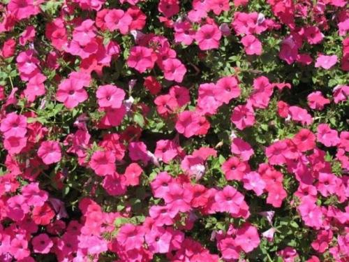 Как вырастить петунию тайдал. 