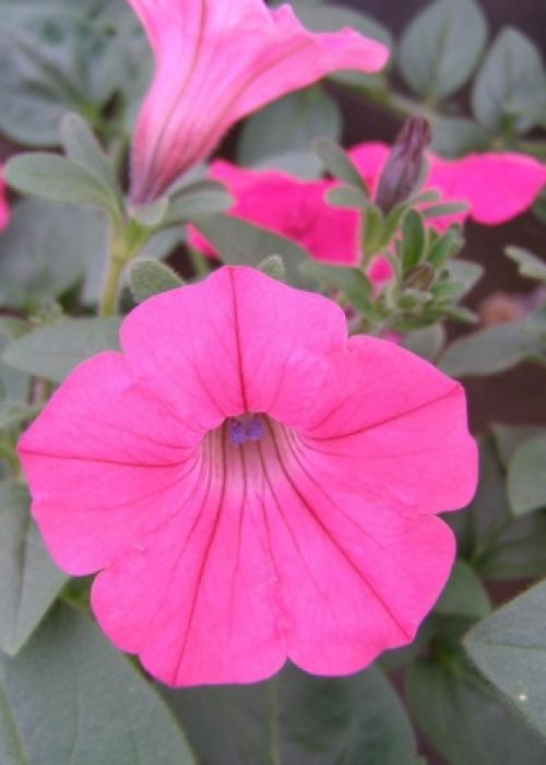 Как вырастить петунию тайдал. 