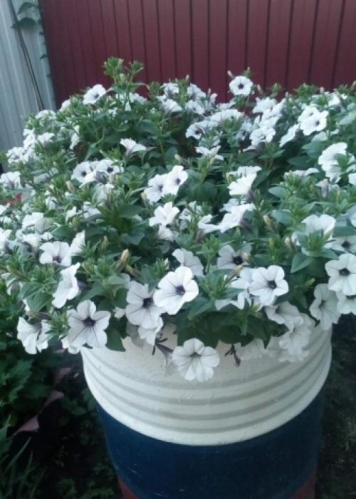 Как вырастить петунию тайдал. 