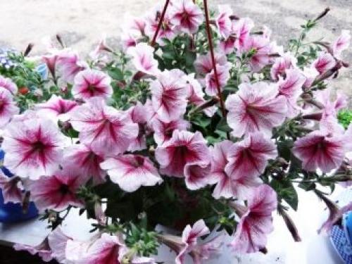 10 лучших сортов петунии. Основы классификации 15 10 лучших сортов петунии. Основы классификации 15