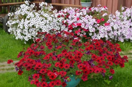 Как вырастить петунию тайдал. 