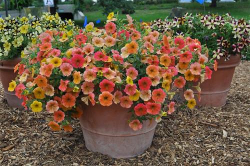 Необычные сорта петунии. По другим характеристикам