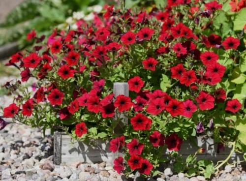 Как вырастить петунию тайдал. 