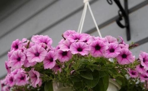 Как вырастить петунию тайдал. 