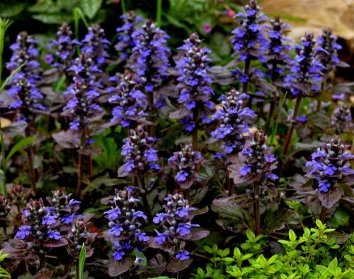 Тенелюбивые растения с декоративными листьями. Тенелюбивые цветы 01 Тенелюбивые растения с декоративными листьями. Тенелюбивые цветы 01