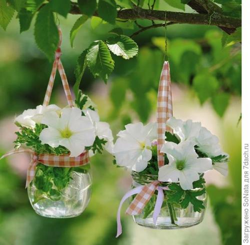 Калибрахоа и петуния отличия. В гостях у сказочных цветов: петуния и калибрахоа