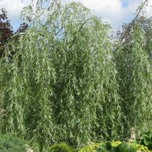 Декоративные деревья для сада. Лиственные 21