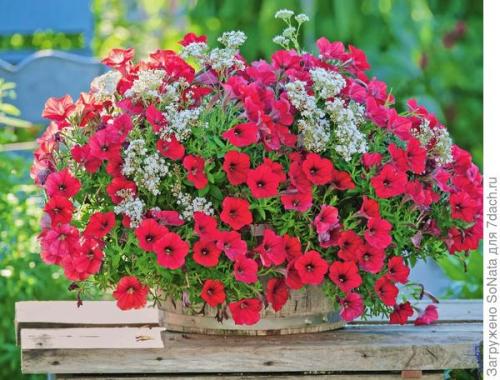 Калибрахоа и петуния отличия. В гостях у сказочных цветов: петуния и калибрахоа