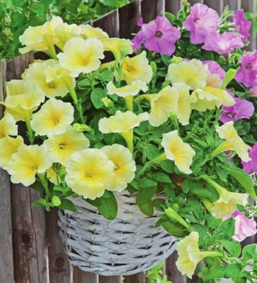Калибрахоа и петуния отличия. В гостях у сказочных цветов: петуния и калибрахоа