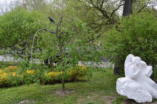 Низкорослые декоративные деревья для сада. Декоративные деревья для небольших участков