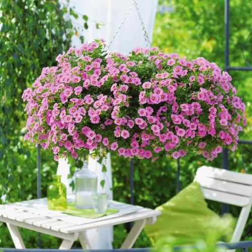 Калибрахоа и петуния отличия. В гостях у сказочных цветов: петуния и калибрахоа