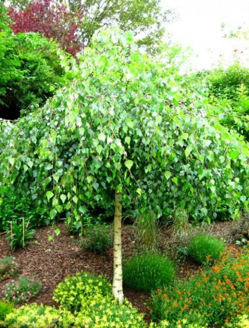 Декоративные деревья каталог. Декоративные деревья для сада – названия, описания, фото