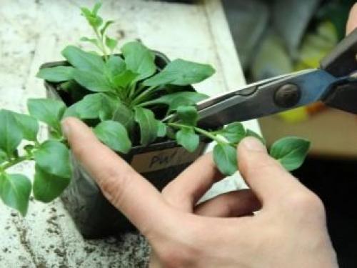 Цветы похожие на петунии, но мелкие. Топ-5 однолетников похожих на петунию 03 Цветы похожие на петунии, но мелкие. Топ-5 однолетников похожих на петунию 03