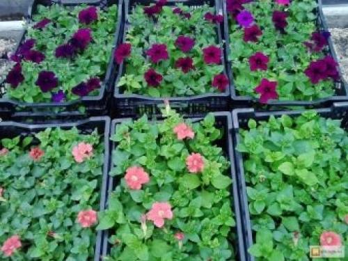 Цветы похожие на петунии, но мелкие. Топ-5 однолетников похожих на петунию 02 Цветы похожие на петунии, но мелкие. Топ-5 однолетников похожих на петунию 02