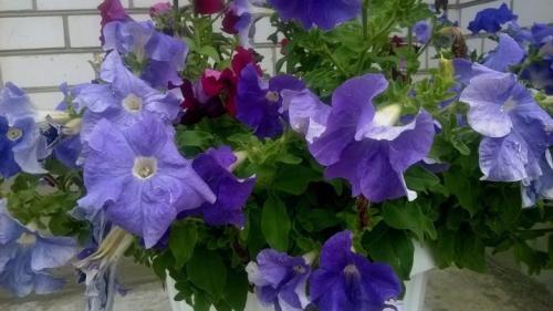 Цветы похожие на петунии, но мелкие. Топ-5 однолетников похожих на петунию 12 Цветы похожие на петунии, но мелкие. Топ-5 однолетников похожих на петунию 12